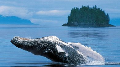 Un mâle baleine à bosse a effectué un voyage de 13 000 km, quelque chose que les scientifiques n’ont jamais vu auparavant